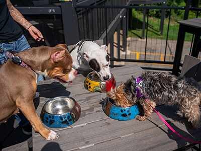 Dog Friendly Deck